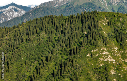 mountain landscape with green grass and trees