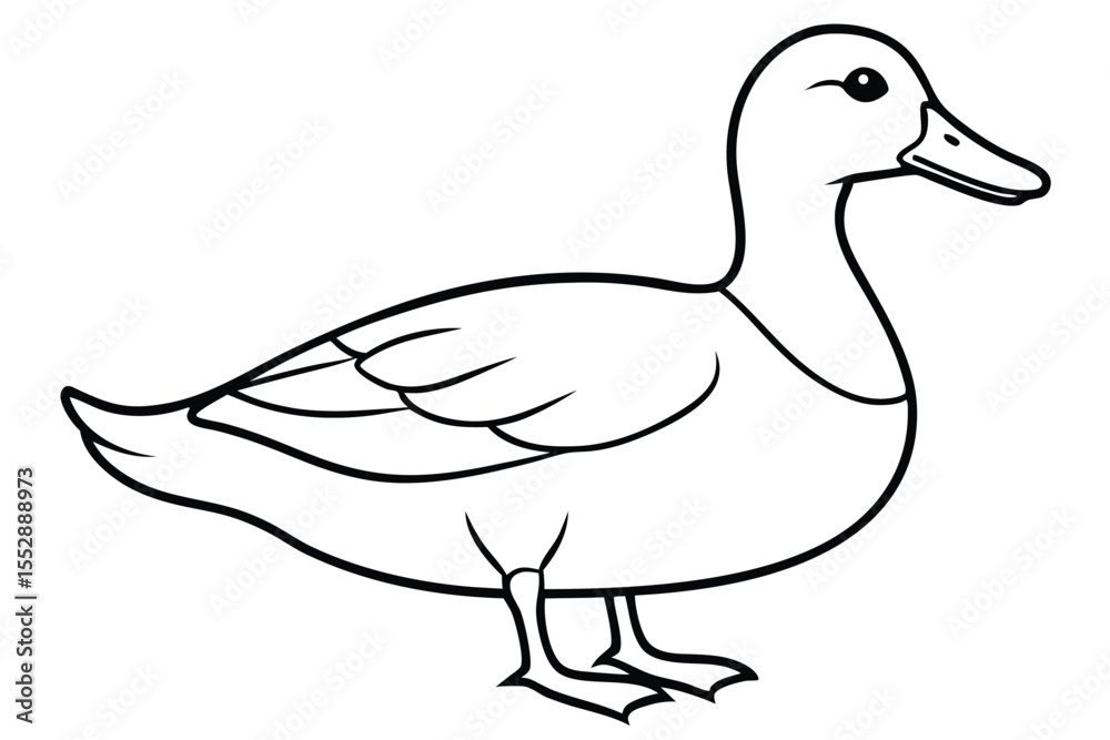 Outlined mallard duck facing right showcases simple plumage in a side profile view Outlined mallard duck facing right showcases simple plumage in a side profile view