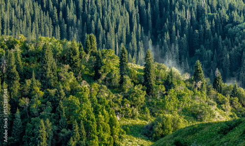 mountain landscape with trees
