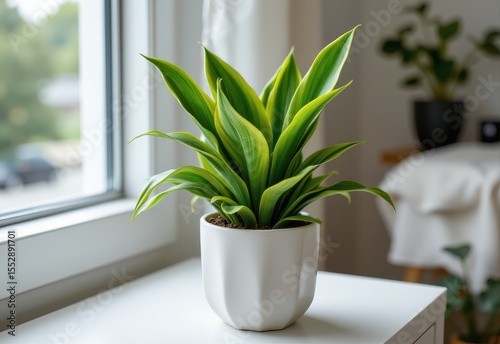 a glowing snake plant in a stylish planter, thriving with minimal care in an apartment setting.