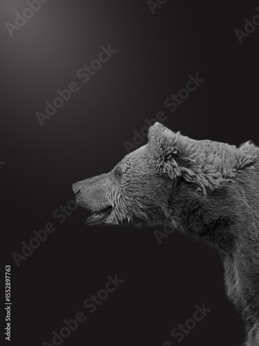 Brown bear portrait