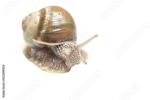 Grape snail, close-up, PNG background.