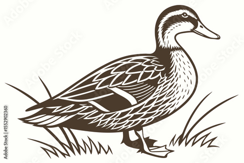 A monochrome duck stands gracefully amidst sparse grass in a tranquil outdoor setting