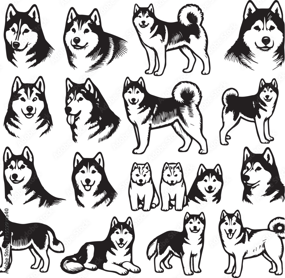 Obraz premium Siberian Husky Dog Vector Illustration in Black and White 