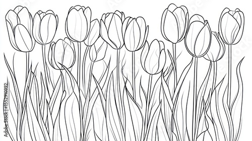 Black and white tulips in garden