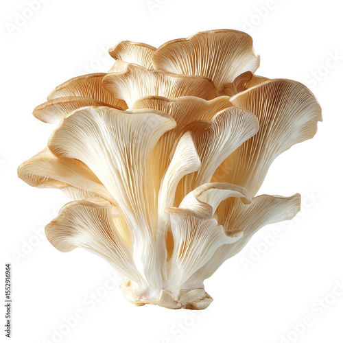 Close-up shot of a group of oyster mushrooms. These mushrooms have a delicate, layered structure with a creamy, off-white color