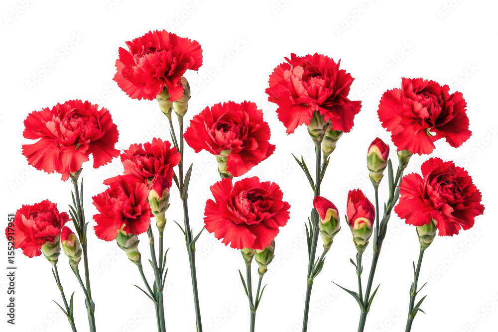 Obraz premium High-resolution red carnation flowers png, floral design element, botanical illustration, transparent background, isolated on transparent background