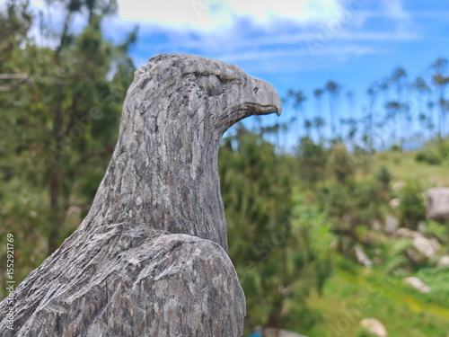 bald eagle, a predatory bird or bird of prey