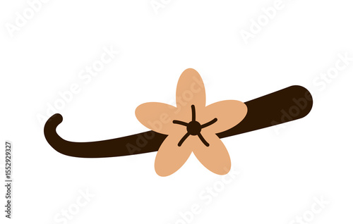 Vanilla flower with brown vanilla bean pod on white background. Flat vector illustration. Aromatic plant and natural flavoring concept.