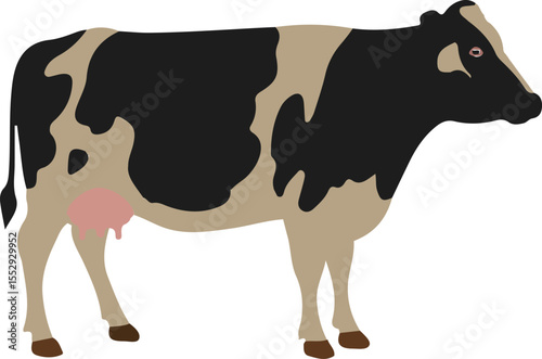 A black and white Holstein cow standing profile,black and white cow isolated