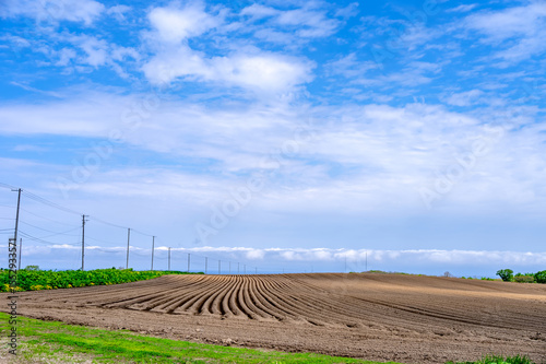 Long rows of raised beds stretch across the hilly terrain near the coast in Hokkaido, Japan