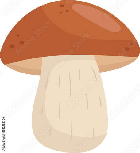 Boletus edible mushroom. Autumn forest fungi. Vector illustration isolated on white background.