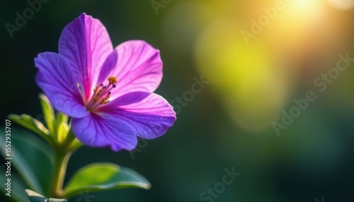 Intricate purple flower, delicate leaves, sunlight, purple petal, flora