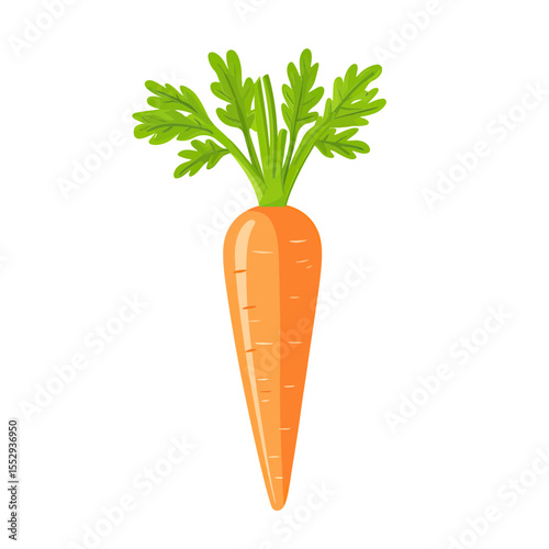 Bright fresh carrot vegetable with green leafy top isolated on white background in flat minimalist vector style for cooking and healthy food concepts illustration