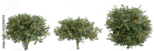 Sea buckthorn (Hippophae) trees with orange berries on transparent background.3d rendering