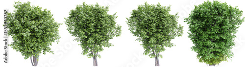 Green maple trees isolated on transparent background.3d rendering