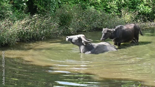 Two water buffalo resting in a pond in rural area of Nepal. The water buffalo are multipurpose animals that are raised principally for draught and dairy purposes.