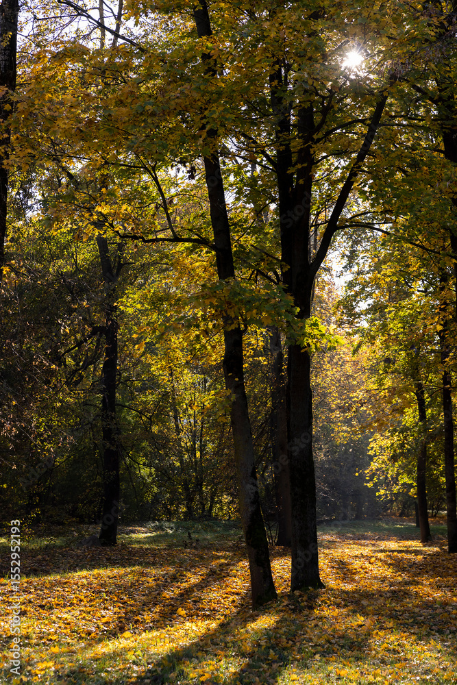 Fototapeta premium sunny day in the park, the foliage of the trees on the branches and fell to the ground, The sun is shining through the branches
