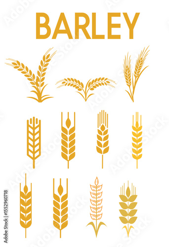 Golden wheat ears, a natural vector illustration, symbolize ripe agriculture and harvest on a white background