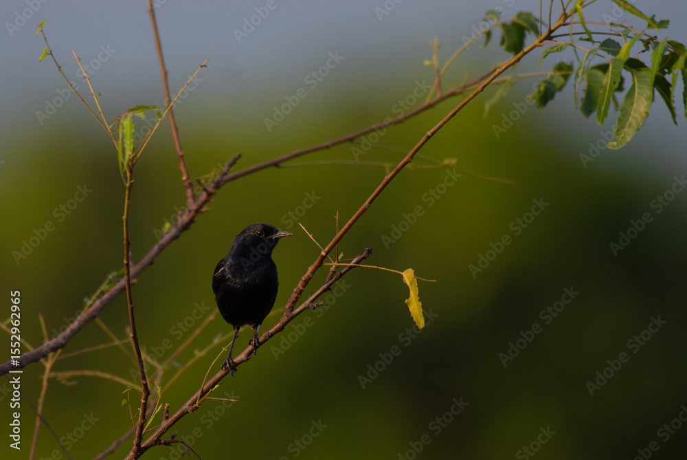 Obraz premium A striking black color male Pied Bush chat perches on a slender branch with a vibrant green blurred background.