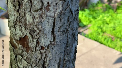 Tree bark closeup with rough cracked texture and natural color in sunny garden background