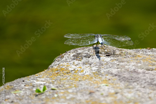 dragonfly