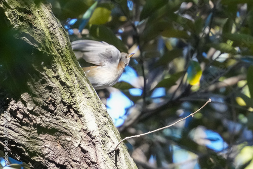 pale thrush