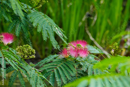silk tree flower