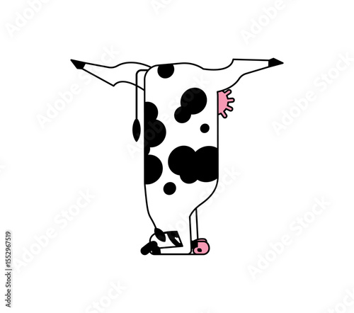 Cow yoga. Rural yogi. Cows doing relaxing gymnastics. Cattle relax