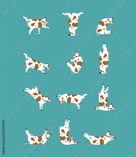 Cow yoga set poses. Rural yogi. Cows doing relaxing gymnastics. Cattle relax