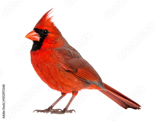 Bright red Northern Cardinal bird in high detail, crest raised, isolated on a transparent background.