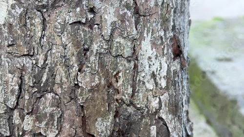 Closeup bark texture with rough cracked patterns on tree surface in forest environment