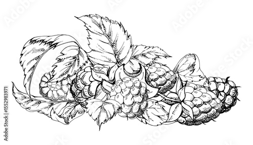 Raspberry berries, leaves asymmetrical heap bunch cluster group, hand drawn in vector ink, ripe forest garden dewberry tayberry. Isolated botanical illustration. Dessert menu, grocery, farmers market