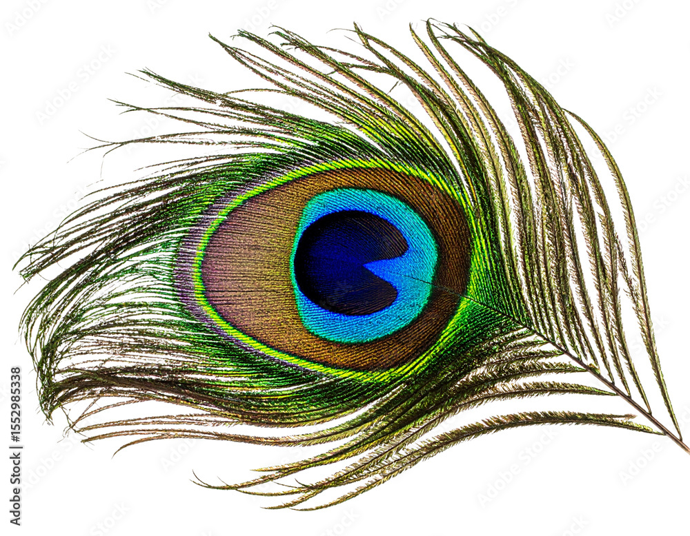 Fototapeta premium Single Vibrant Peacock Feather with Eye Pattern, isolated on transparent background PNG