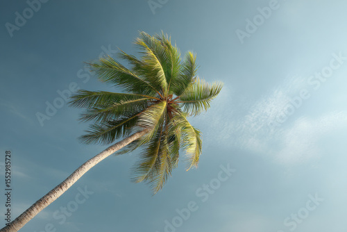 tropical palm tree viewed from below illuminated by soft light against clear turquoise sky