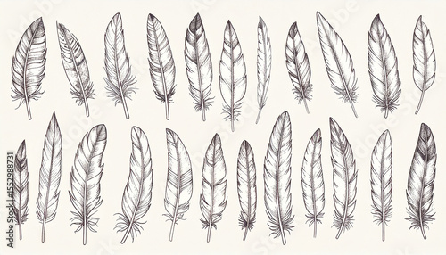 a collection of sketched feathers is displayed on a solid color background. the feathers, arranged in two rows, have varying shapes and sizes, with detailed lines to show textures