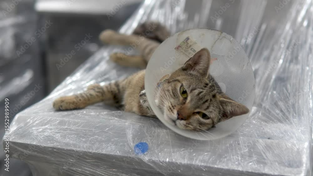 Adorable kitten with yellow eyes, wearing veterinary recovery cone, gently meowing as it lies down and naps peacefully on a plastic-wrapped stainless steel table inside a spacious industrial factory.