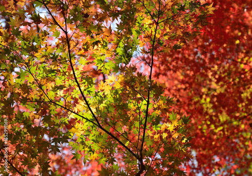 Wallpaper Mural 紅葉したもみじが逆光に映える　秋　日本 /Autumn maple leaves shine in the backlight. Autumn, Japan. Torontodigital.ca