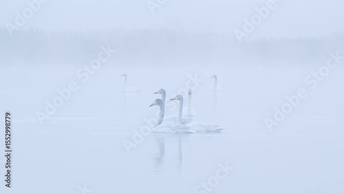 Whooper or common swan call, bird sounds Cygnus cygnus