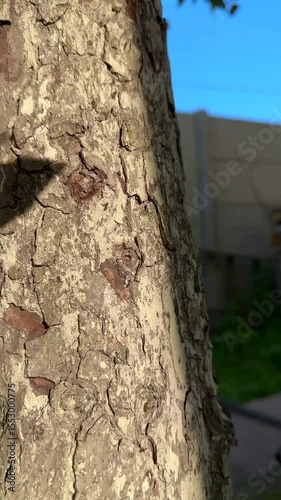 Closeup texture of tree bark with sunlit brown surface and visible wood grain detail