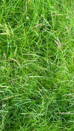 Freshly grown lush green grass with soft light and visible natural grassland details in focus	