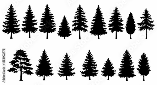 Collection of Evergreen Tree Silhouettes Black and White Vector Illustrations of Pine, Fir, and Spruce Trees for Design Projects