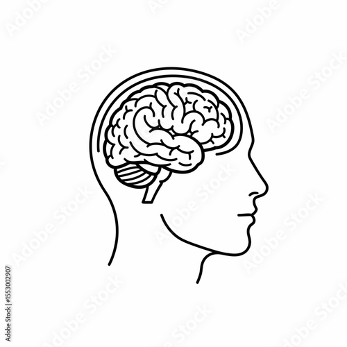 Human Brain Anatomy Illustration Detailed Line Drawing of the Cerebral Cortex, Cerebellum, and Brainstem