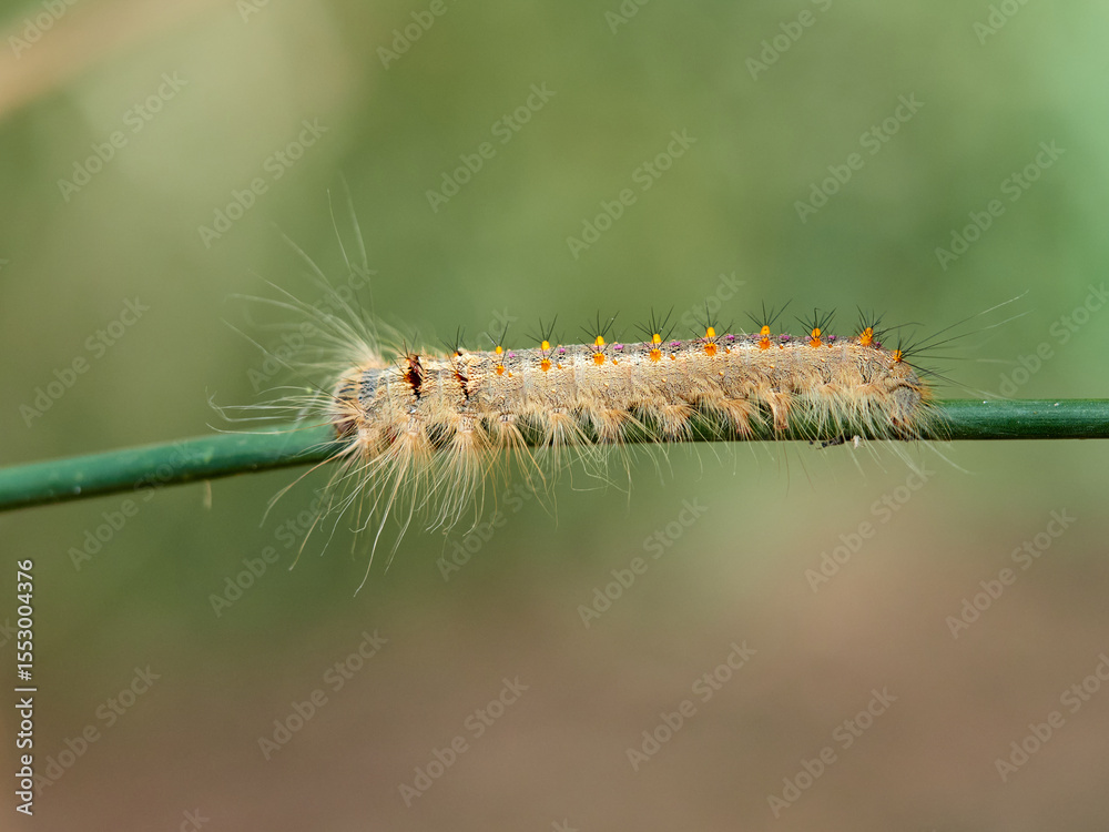 Naklejka premium Lappet Moth. Streblote panda. Streblote panda is a hairy moth of the family Lasiocampidae. It is a potential pest of forest, floricultural and horticultural plants. 