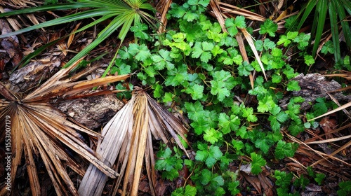 Tropical forest floor background with scattered palm fronds and green undergrowth