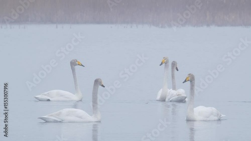 Whooper or common swan call, bird sounds Cygnus cygnus