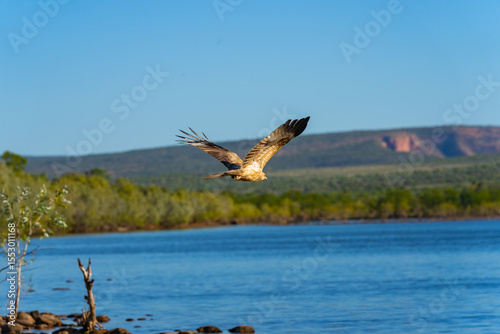 Whistling kite or Haliastur sphenurus, bird of prey taking off from top of dead tree in Kimberley's Western Australia. Haliastur sphenurus, bird of prey in flight in Kimberley's Western Australia.