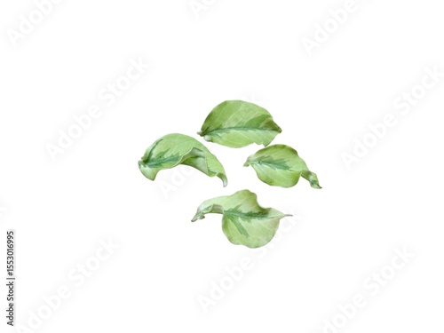 Green leaves isolated on white background