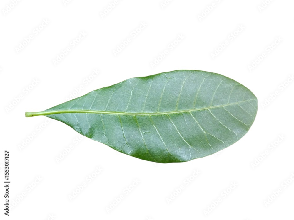 Fototapeta premium Green leaves isolated on white background