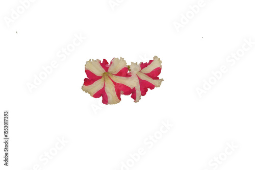 Fototapeta Naklejka Na Ścianę i Meble -  fiore di petunia bianco e rosa - acquarello